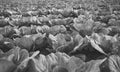 Cabbage field at fully mature stage ready to harvest. Landscape view of freshly growing cabbage field. White head