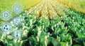 Cabbage in the field. High technologies and innovations in agro-industry. Study quality of soil and crop. Scientific work and