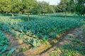 Cabbage field, India Royalty Free Stock Photo