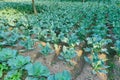 Cabbage field, India Royalty Free Stock Photo