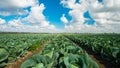 Cabbage field Royalty Free Stock Photo