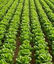 Cabbage field lines in a row in Valencia spain