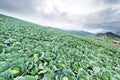 Cabbage field on the mountain, Located Phu Tubburk Royalty Free Stock Photo