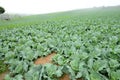 Cabbage field