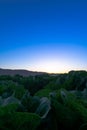 Cabbage field sunset Soledad California Royalty Free Stock Photo