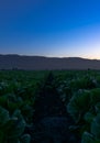 Cabbage field sunset Soledad California Royalty Free Stock Photo