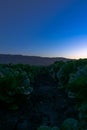 Cabbage field sunset Soledad California Royalty Free Stock Photo