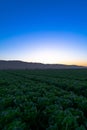 Cabbage field sunset Soledad California Royalty Free Stock Photo