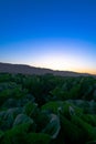 Cabbage field sunset Soledad California Royalty Free Stock Photo
