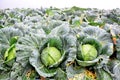 Cabbage field.