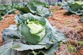 Cabbage fields Royalty Free Stock Photo