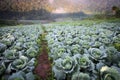 Cabbage fields on the mountain Royalty Free Stock Photo