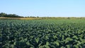 Cabbage fields