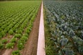 Cabbage fields, rows of vegetable food Royalty Free Stock Photo