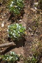 Cabbage fields in the Sacred Valley Peru. Royalty Free Stock Photo