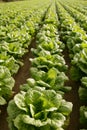 Cabbage fields in Spain Royalty Free Stock Photo