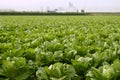 Cabbage fields in Spain Royalty Free Stock Photo