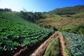 Cabbage fields Royalty Free Stock Photo