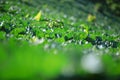 Cabbage fields Royalty Free Stock Photo