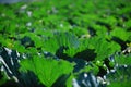 Cabbage fields Royalty Free Stock Photo