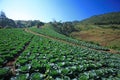 Cabbage fields Royalty Free Stock Photo