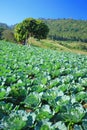 Cabbage fields Royalty Free Stock Photo