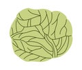 Cabbage flat icon Healthy organic vegetable