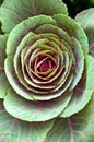 Cabbage flower