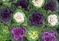 Cabbage flowers background brassica oleracea decorative plants nursery garden