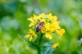 Cabbage flowers and bees Royalty Free Stock Photo