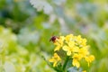 Cabbage flowers and bees Royalty Free Stock Photo