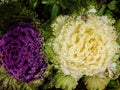 Cabbage Flowers Royalty Free Stock Photo