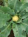 Cabbage flowers