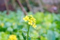 Cabbage flowers