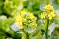 Cabbage flowers Royalty Free Stock Photo