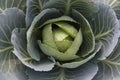 Cabbage garden Royalty Free Stock Photo