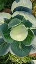 Cabbage in the garden, close-up of cabbage head.