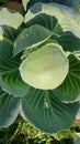 Cabbage in the garden, close-up of cabbage head.