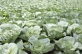 Cabbage in the garden. Closeup of  growing green cabbages plant in field. Green leaves background Royalty Free Stock Photo