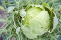 Cabbage in the garden, eaten by pests in the summer Royalty Free Stock Photo