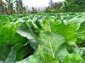 cabbage garden in Majalengka west java Royalty Free Stock Photo