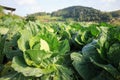 Cabbage garden at Monjam mountain , Chiangmai ,Thailand