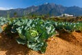 Cabbage garden with Mount Kinabalu at the background in Kundasang, Sabah, East Malaysia