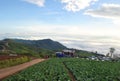 Cabbage garden On The Mountain Phu tub berk Thailand