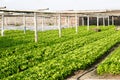 Cabbage Garden