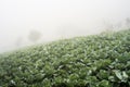 Cabbage garden view