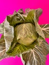 cabbage, green cabbage on a pink background, fresh vegetables, spring harvest, popart cabbage, vegetable on the first