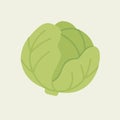 Cabbage green fresh, farm vegetable, vector illustration isolated on white background Royalty Free Stock Photo