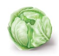 Cabbage