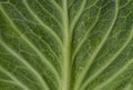 Cabbage green leaves with water drops. Green leaf with dew drops. Green background Royalty Free Stock Photo